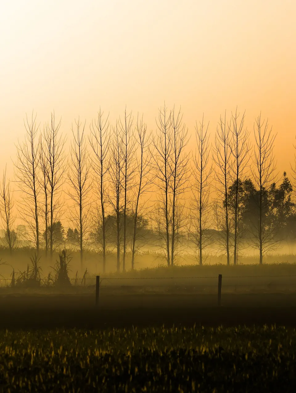 Soft morning sunlight rising through misty trees over a quiet field